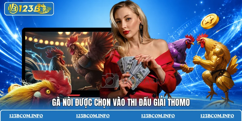 Gà nòi được chọn vào thi đấu giải Thomo