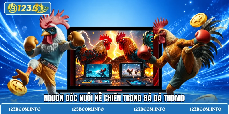 Nguồn gốc nuôi kê chiến trong đá gà thomo