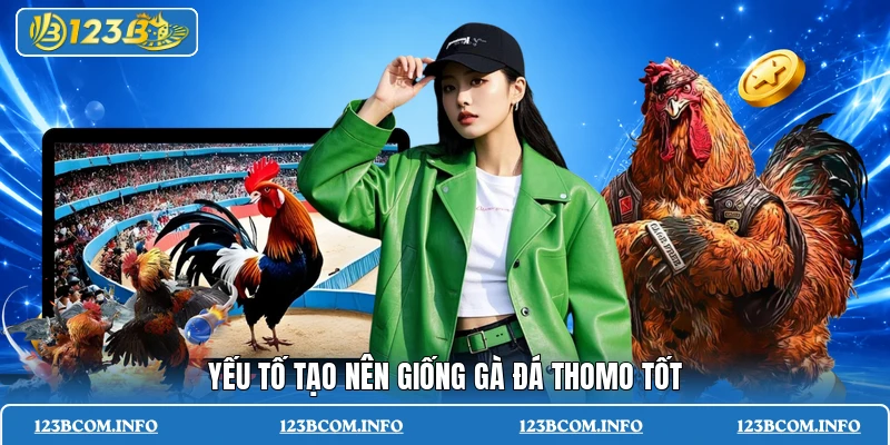 Yếu tố tạo nên giống gà đá thomo tốt